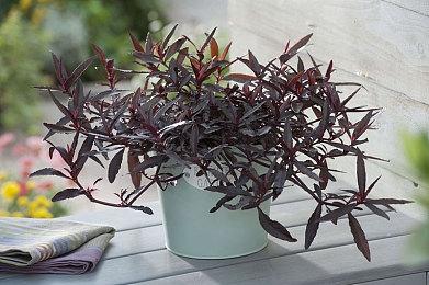 微软和AMD深化合作 下一代Xbox将延续兼容性与AI创新